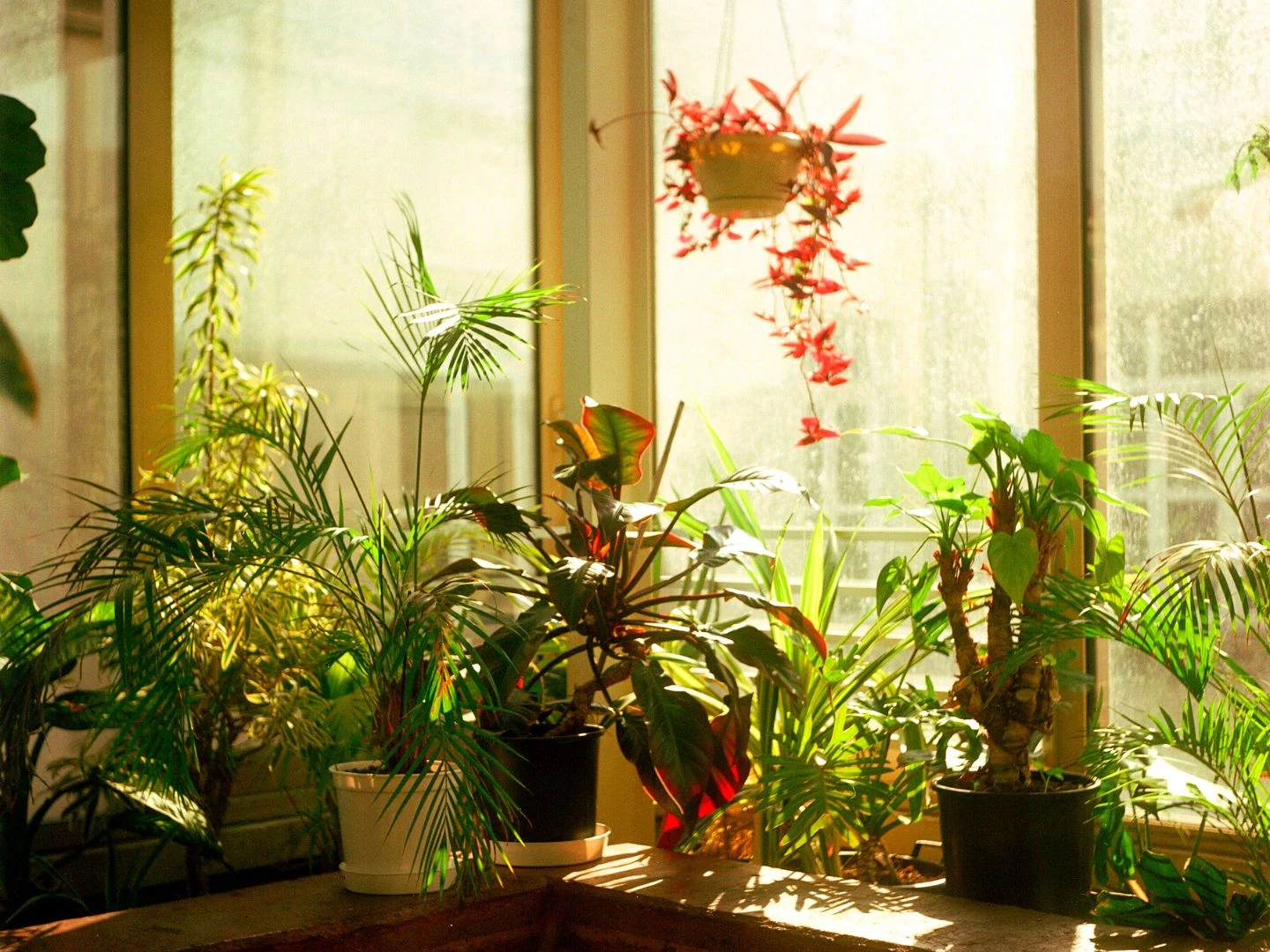 native Australian plants