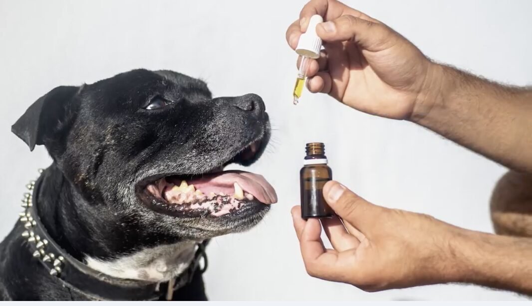 hemp oil